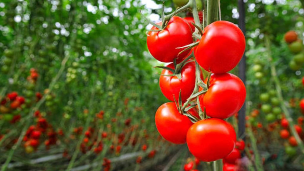 Fabrikalar açılmadı; üretici eriyen domatesi sürmek zorunda kaldı