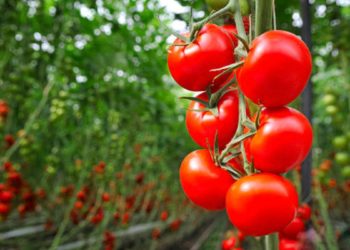 Fabrikalar açılmadı; üretici eriyen domatesi sürmek zorunda kaldı
