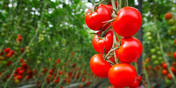 Fabrikalar açılmadı; üretici eriyen domatesi sürmek zorunda kaldı