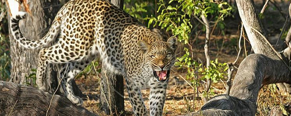 Fotoğraf çekimi sırasında leoparın saldırısına uğrayan model ağır yaralandı