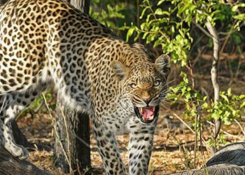 Fotoğraf çekimi sırasında leoparın saldırısına uğrayan model ağır yaralandı