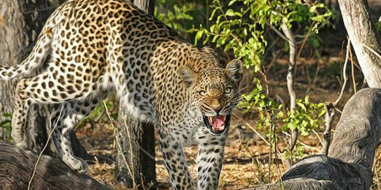 Fotoğraf çekimi sırasında leoparın saldırısına uğrayan model ağır yaralandı