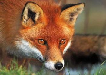 Fransa’da 3 bin tilki katledilecek!