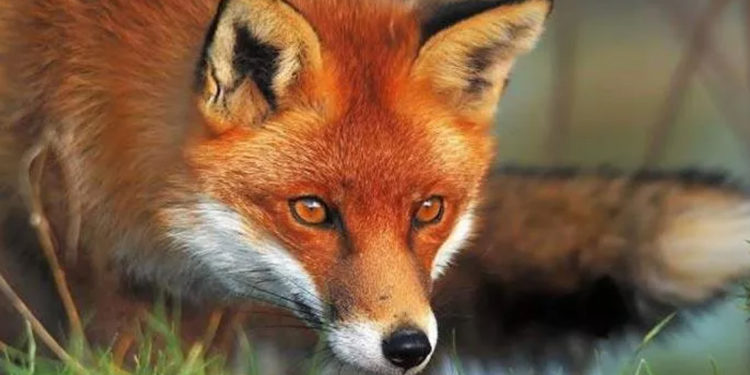 Fransa’da 3 bin tilki katledilecek!