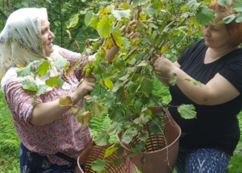 Fındık üreticisi taban fiyatın açıklanmasını bekliyor
