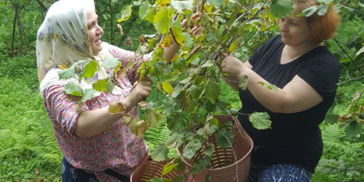 Fındık üreticisi taban fiyatın açıklanmasını bekliyor