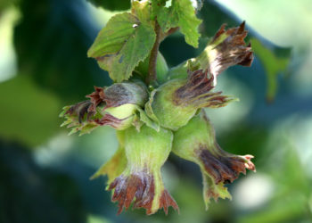 Fındıkta hasat başladı: "30 TL’nin altında oluşacak bir fiyat üreticiyi memnun etmeyecektir, üreticinin emeğinin karşılığını almasını sağlamayacaktır"