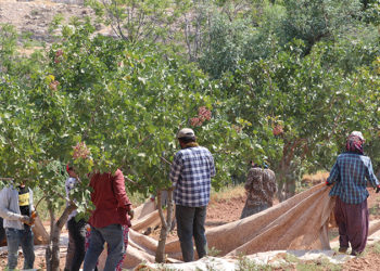Fıstık üreticisi girdi maliyetlerinden şikayetçi