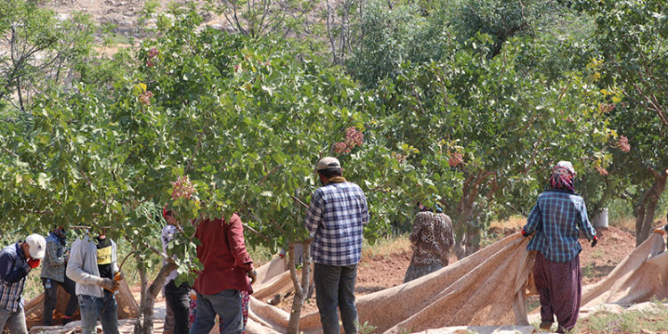 Fıstık üreticisi girdi maliyetlerinden şikayetçi