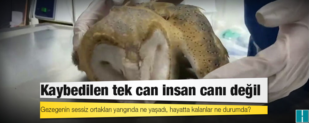 Kaybedilen tek can insan canı değil: Gezegenin sessiz ortakları yangında ne yaşadı, hayatta kalanlar ne durumda?