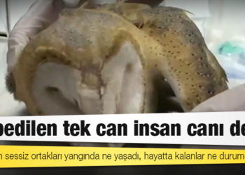 Kaybedilen tek can insan canı değil: Gezegenin sessiz ortakları yangında ne yaşadı, hayatta kalanlar ne durumda?
