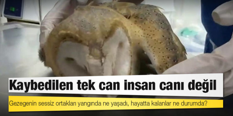 Kaybedilen tek can insan canı değil: Gezegenin sessiz ortakları yangında ne yaşadı, hayatta kalanlar ne durumda?