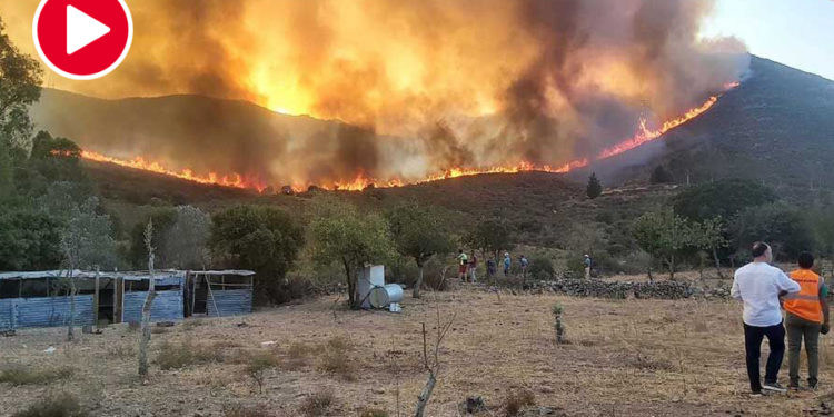 Korkulan oldu; Bodrum’da çıkan yangın yerleşim yerlerine ilerliyor