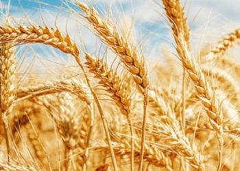 Kuraklık küresel çapta buğday üretimini vurdu; gıda enflasyonu artabilir