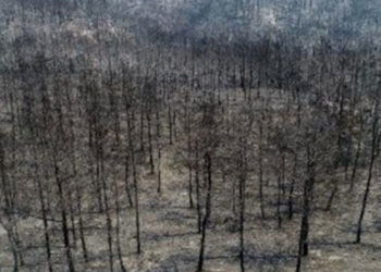 Manavgat ve Side Turistik Otelciler Birliği Başkanı: Yangının Manavgat turizmine zararı 3 milyon dolar