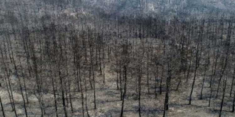 Manavgat ve Side Turistik Otelciler Birliği Başkanı: Yangının Manavgat turizmine zararı 3 milyon dolar