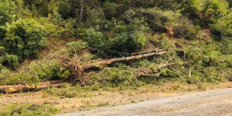 Milas-Ören karayolunda tedbir amaçlı ağaç kesimi yapılıyor