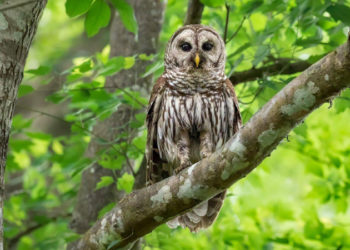 New York'taki Central Park'ın ünlü baykuşu öldü