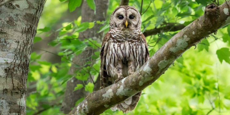 New York'taki Central Park'ın ünlü baykuşu öldü