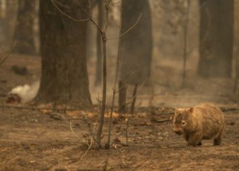 Orman yangınları neden artıyor, hangi yıkıcı sonuçları beraberinde getiriyor?