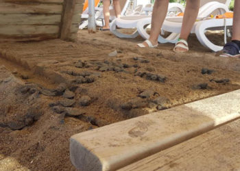 Otelin ahşap yürüme bandı, 60 ceratta carettanın ölümüne neden oldu