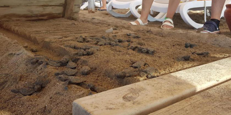 Otelin ahşap yürüme bandı, 60 ceratta carettanın ölümüne neden oldu