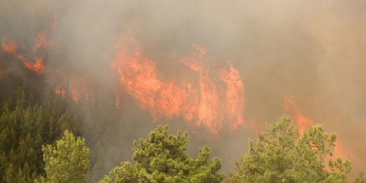 Pakdemirli: Yangın söndürme işinin özelleştirilmesi diye bir şey yok