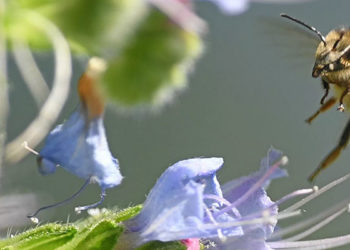 Sipariş ettiği içecekteki arının boğazından sokması nedeniyle hayatını kaybetti