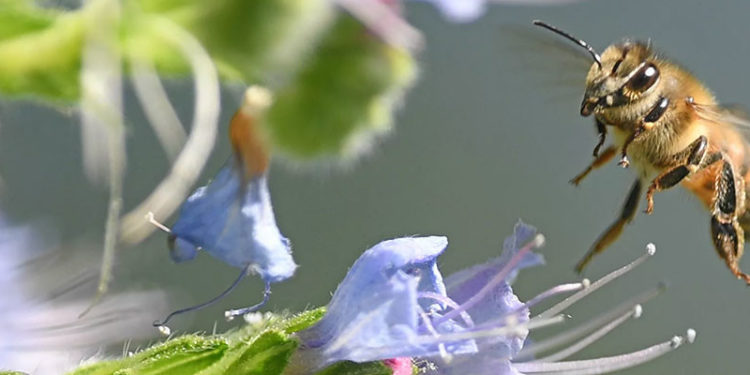 Sipariş ettiği içecekteki arının boğazından sokması nedeniyle hayatını kaybetti