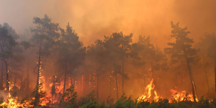 orman yangını