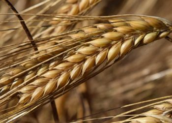 TMO: Olağandışı piyasa koşullarında istikrarı sağlamak için her türlü yetki ve olanağa sahibiz