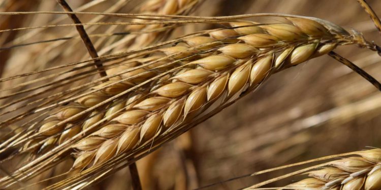 TMO: Olağandışı piyasa koşullarında istikrarı sağlamak için her türlü yetki ve olanağa sahibiz