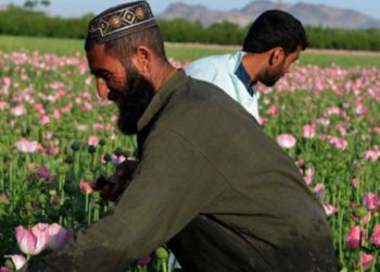 Taliban'ın 'Afganistan'da afyon üretimini durdurmuştuk' iddiası doğru mu?