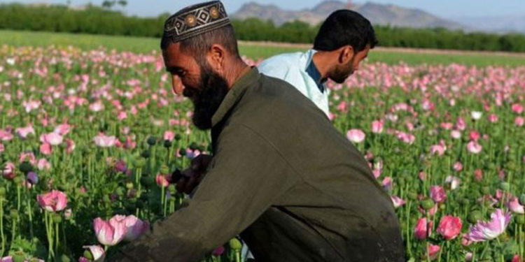 Taliban'ın 'Afganistan'da afyon üretimini durdurmuştuk' iddiası doğru mu?