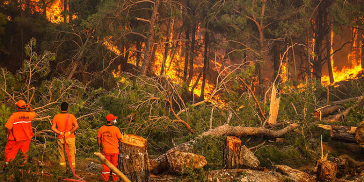 Türkiye, 8 gündür orman yangınları ile mücadele ediyor: 5 ilde, 14 yangın sürüyor