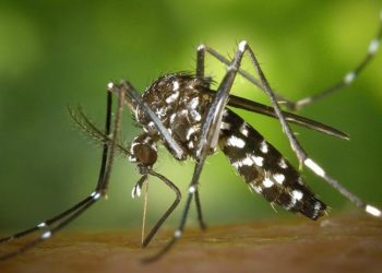 Uzmanlar uyardı: Yeni tehlike Asya kaplan sivrisineği