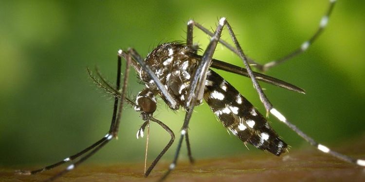 Uzmanlar uyardı: Yeni tehlike Asya kaplan sivrisineği