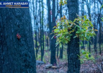 Yanan ormanlarda yeşeren umut filizleri