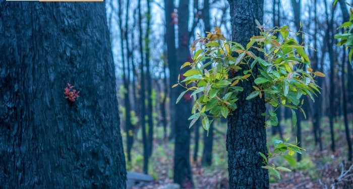 Yanan ormanlarda yeşeren umut filizleri