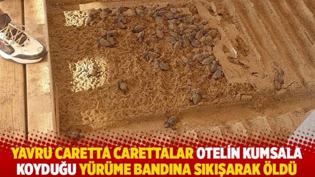 Yavru Caretta carettalar otelin kumsala koyduğu yürüme bandına sıkışarak öldü