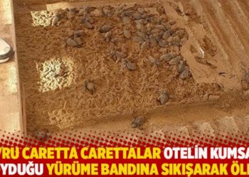 Yavru Caretta carettalar otelin kumsala koyduğu y&uuml;r&uuml;me bandına sıkışarak &ouml;ld&uuml;