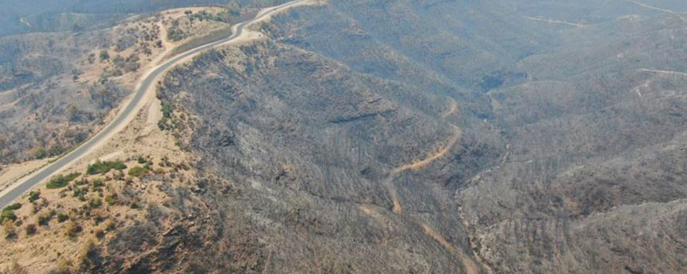 Ziraat Mühendisleri Odası İzmir Şube Başkanı: 2 Ağustos’a kadar 547 bin dekar alan yandı