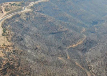 Ziraat Mühendisleri Odası İzmir Şube Başkanı: 2 Ağustos’a kadar 547 bin dekar alan yandı