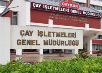 ÇAYKUR, üçüncü sürgün döneminde dekar başına 400 kilo çay alacak