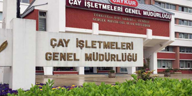 ÇAYKUR, üçüncü sürgün döneminde dekar başına 400 kilo çay alacak