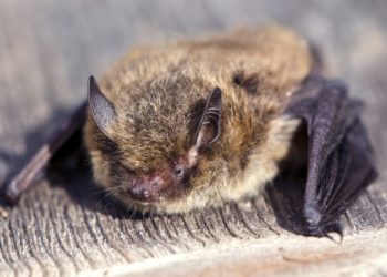 İngiltere'den Rusya'ya 2 bin kilometre uçan 'olimpik' yarasa kedi saldırısı sonucu öldü