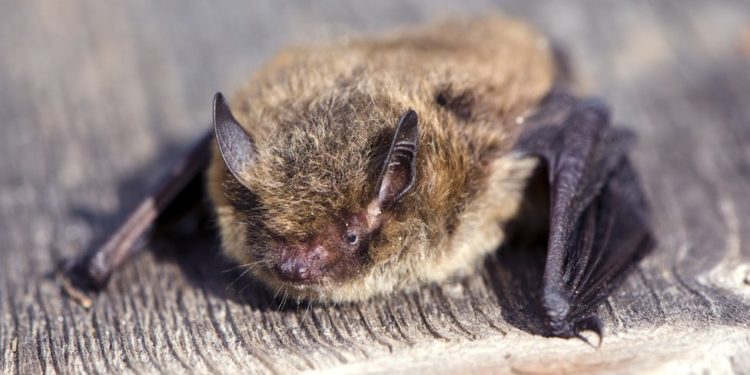 İngiltere'den Rusya'ya 2 bin kilometre uçan 'olimpik' yarasa kedi saldırısı sonucu öldü