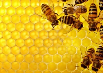 İtalya'da 30 milyon bal arısı yangınlarla yok oldu