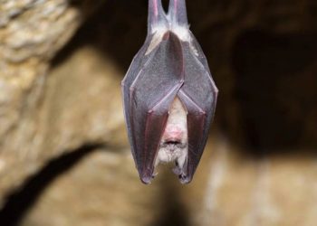 Doğadaki yarasalarda koronavirüse benzer virüsler keşfedildi