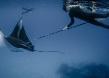 Kırmızı liste güncellendi: Köpek balığı ve vatoz nesli tükenme tehlikesi ile karşı karşıya